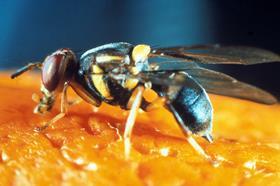 Queensland fruit fly