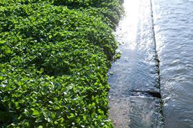 Dorset Watercress Bed with Flowing Spring Water