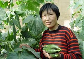 Rijk Zwaan China cucumbers