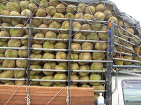 Thai durian transport truck