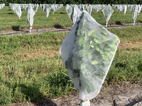 IMG Citrus_bagged grapefruit trees