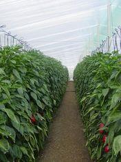 Almeria to revamp crop management