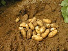 Potatoes in Practice will show growers new R&D