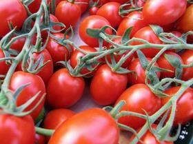 Generic tomatoes