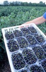 Blackcurrant conference heads for UK