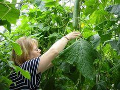 The EAMU is good news for cucumber growers