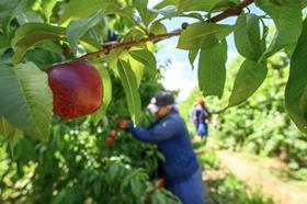 South Africa plum on tree harvesting