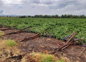 Chile table grapes rain storm damage 2