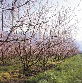 Chile cherry blossom