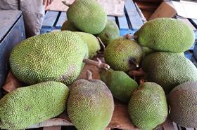 Jackfruit NT