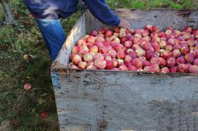 Autumn Glory Apple