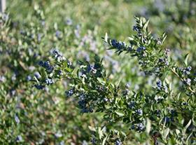 Giumarra blueberries Chile