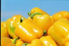 Exports of capsicum this season are expected to reach 26,000 tonnes