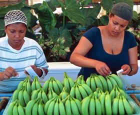 Dominican bananas