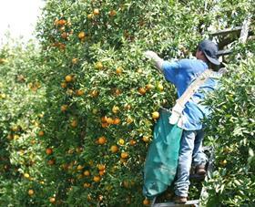 Florida citrus picking