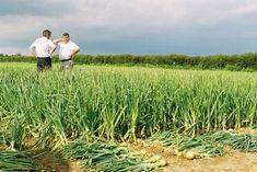 Onions set to increase share