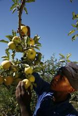 Vuki produces Fairtrade apples and pears