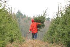 Christmas tree shortage on the cards