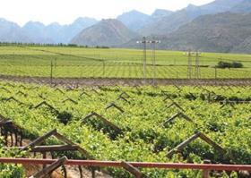 Hex valley grapes