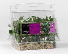 Sainsbury's pea in a leaf