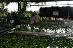 The banana market structure has been questioned in a new study