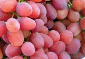 Crimson Seedless grapes