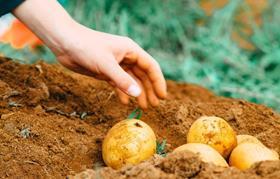 Hort Innovationn Australian potatoes