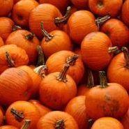 pumpkins generic