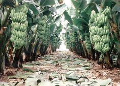 Banana sales dip despite low prices