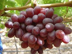 Crimson Seedless grapes South Africa