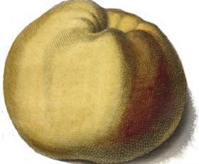 A sketch of the Witte Wijn apple