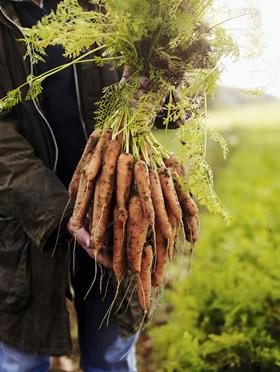 waitrose wonky carrots