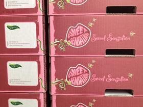 NL Sweet Sensation pears cartons packaging brands