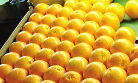 Australian citrus