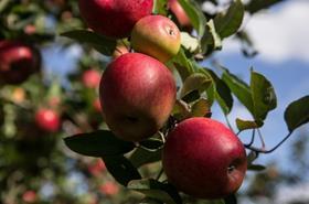 Washington grown Jazz apples