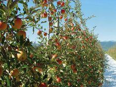 NZ apples in zero residue bid