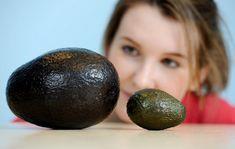 Waitrose weighs in with giant avos