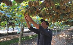 Chile kiwifruit picker