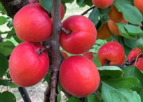 New NZ Apricot Plant and food pic from Hortinvest