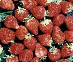 "Berry barons" under attack