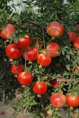 Wonderful pomegranates
