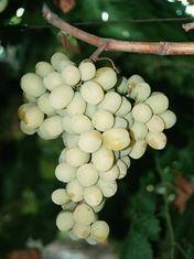 New grape variety in the pipeline