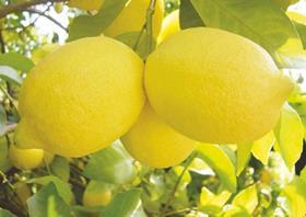 RSA lemons
