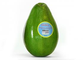 WP Produce Desbry Dominican Republic avocado