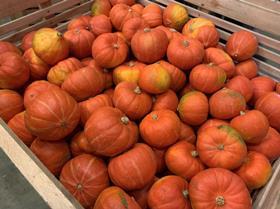 OTC Organics Colombian pumpkins