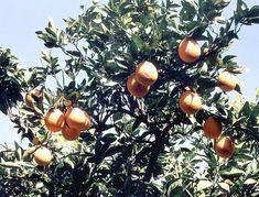 Israeli citrus surge