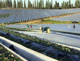 Israel Strawberry field