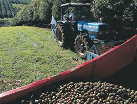 Australian macadamia production