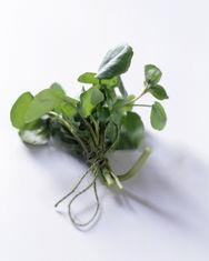 Watercress cements superfood status