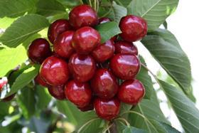 Chilean cherries